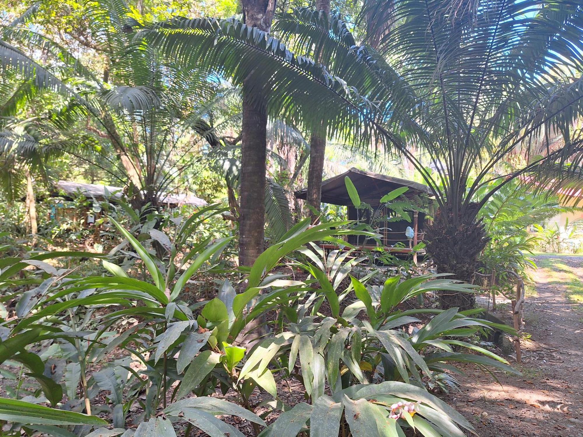 Four Monkeys Eco Lodge - Jungle & Beach Cabo Matapalo Exterior photo